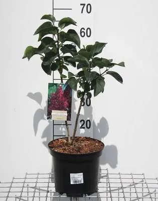 Image de Syringa vulg. 'And. An Ludwig Späth' - Lilas 50- 60 cm - conteneur