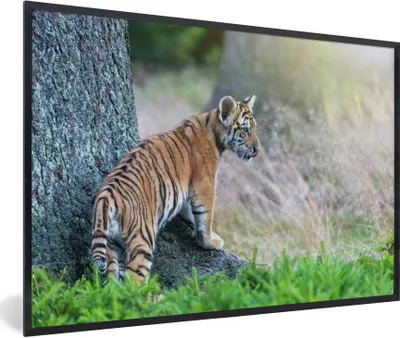 Produktbild von MuchoWow® Gerahmtes Poster Tigerjunges im Wald 90x60 cm - Poster mit Schwarzem Bilderrahmen Wandposter Rahmen Foto Bilder - Fotorahmen - Foto-Plakat