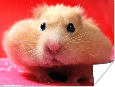 Produktbild von MuchoWow® Poster Nahaufnahme Hamster 40x30 cm - Plakate für die Wände - Poster Wohnzimmer