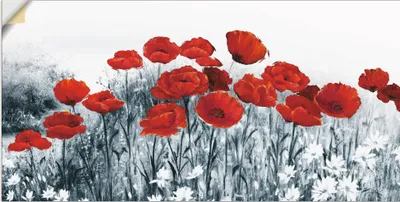 Produktbild von ARTland Wandbild, selbstklebend Roter Mohn im Feld Größe: 60x30 cm