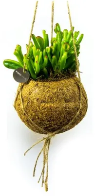 Obrázok produktu pre Kokodama Crassula mix (L)