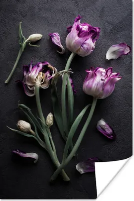 Produktbild von MuchoWow® Poster Tulpen - Lila - Blätter 40x60 cm - Plakate für die Wand - Poster Babyzimmer
