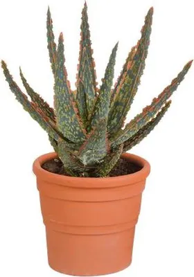Image de Aloe Zebrina Dannyz - Ø10,5cm, plante d'intérieur dans un pot en terre cuite de