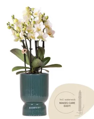 Produktbild von Orchidee weiß mit grünem Diabolo Übertopf Ø9cm blühende Pflanze frisch vom Deko