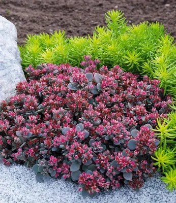 Produktbild von BALDUR Garten 2x Sedum Sun Sparkler® Sedoro Blue Elf, Pflanzen im 9x9 cm-Topf, Fetthenne Garten Fettblatt, winterharte Staude, trockenresistent, mehrjährig, bienenfreundlich, schmetterlingsfreundlich