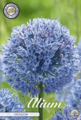 Artikelbild 2 von 'Blauer Zierlauch (15 Stück)' aus der Kategorie Zierlauchzwiebeln / Allium