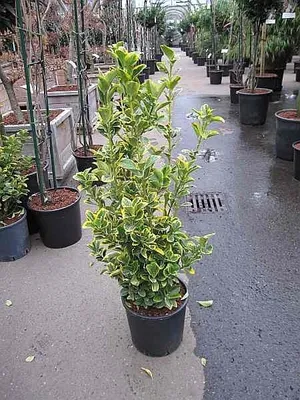 Produktbild von Euonymus japonicus Elegantissima Aurea - Japanischer Spindelstrauch Elegantissima Aurea - Gelbbunter Spindelstrauch