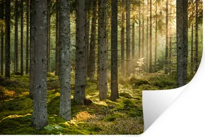Produktbild von MuchoWow® - Aufkleber