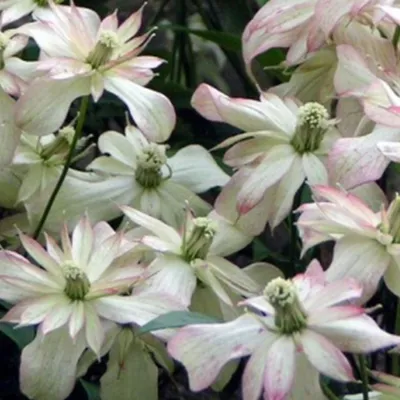 Produktbild von 2 x Waldrebe montana - Clematis montana 'Marjorie' | 50-60 cm in Container