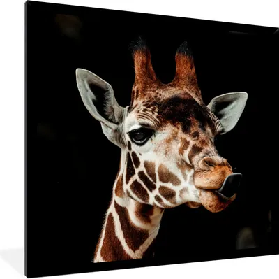 Produktbild von MuchoWow® Gerahmtes Poster Giraffe - Tiere - Schwarz 40x40 cm - Poster mit Schwarzem Bilderrahmen Wandposter Rahmen Foto Bilder - Mit Rahmen - Wanddekoration Schlafzimmer
