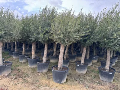 A row of potted olive trees in a nursery or garden center.