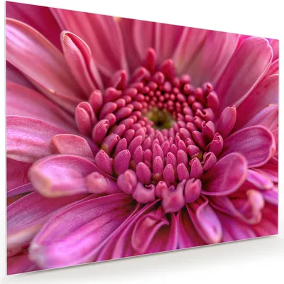 Produktbild von Glasbild 120x90cm in XXL für Wohnzimmer, Schlafzimmer Motiv Nahaufnahme Blume