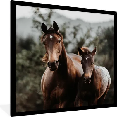 Produktbild von MuchoWow® Gerahmtes Poster Pferde - Wald - Berge 40x40 cm - Poster mit Schwarzem Bilderrahmen Wandposter Rahmen Foto Bilder - Mit Rahmen - Wanddekoration Schlafzimmer