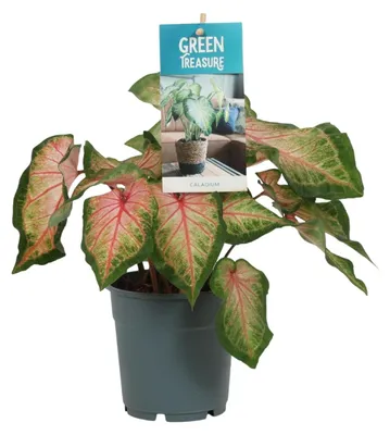 Immagine prodotto di Caladium rosa - 25cm - Ø12cm - Pianta d'appartamento - Sempreverde