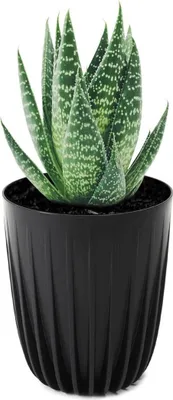 A potted aloe vera plant in a black pot against a white background.