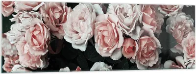 Produktbild von Bilder auf glas - Einteilig - Rosen Blumen Blätter - 160x50cm - Glasbilder - Wandbilder - Bilder - zum Aufhängen bereit - Wanddekoration aus Glas - Glas Bilder - Wandbild auf Glas - GAB160x50-4760