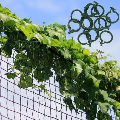Image de 2x75 m Filet à grimper pour tomates et concombres et plantes grimpantes - noir - 100 clips pour plantes