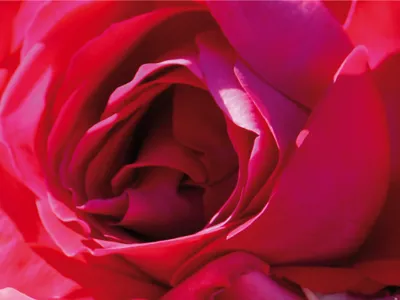 Produktbild von Rosen Kunstdruck Bild - Eine Rose Ist Eine Rose (80 x 60 cm)