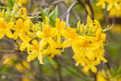 Produktbild von Rhododendron luteum 'Goldtopas', gelb, 40–50 cm