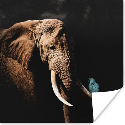 Produktbild von MuchoWow® Poster Elefant - Papagei - Zähne 50x50 cm - Wohnzimmerdekoration
