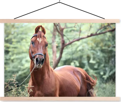 Produktbild von MuchoWow® Textilposter Pferd - Wald - Halfter 60x40 cm mit holzfarbenen Rahmen - Bilder