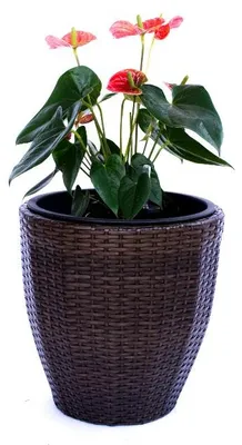 Produktbild von Elegant Einrichten | Pflanzkübel | Polyrattan | rund konisch | D37xH37cm | mocca