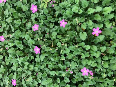 Produktbild von 6 x Erodium variabile 'Bishop's Form' – Reiherschnabel - Topf 9x9 cm