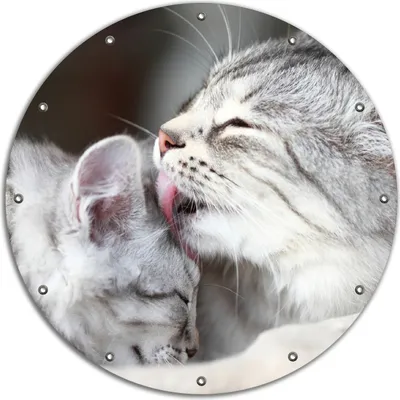 Produktbild von Wallario rundes Outdoor-Poster für Garten oder Balkon, Motiv Süße kleine getigerte Katzenbabys, 90 cm Durchmesser