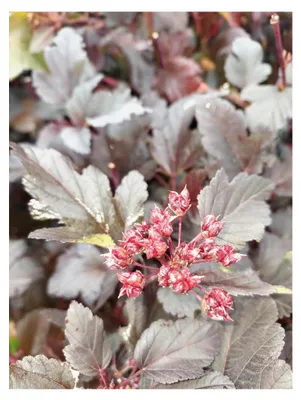 Produktbild von Teufelsstrauch Physocarpus Diabolo 70-100 cm