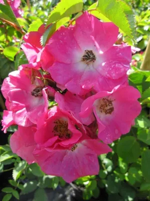 Produktbild von Kletterrose American Pillar ® - Rosa American Pillar ® - rosa-weiß - Ramblerrose