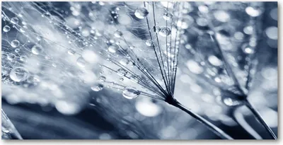 Produktbild von Tulup® Glas-Bild - 100x50 -Wandkunst - Wandbild hinter gehärtetem Sicherheitsglas  - Blumen & Pflanzen - Pusteblume - Grau
