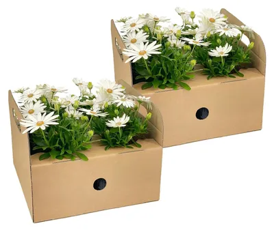 Image de Petites marguerites Osteospermum ecklonis blanches, lot de 8, décoration à fleurs blanches