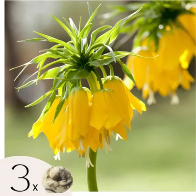 Image de Fritillaire jaune - Set de 3 - Fritillaria 'lutea' - Bulbes à fleurs - Jaune
