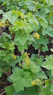 Image de Ribes rubrum 'Versaillaise rouge' / Groseillier à grappes