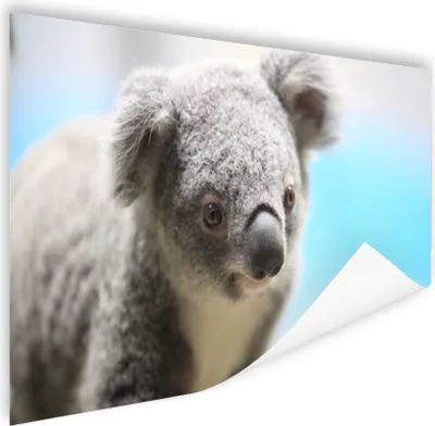 Produktbild von MuchoWow® Poster Koala - Porträt - Tier - Kinder - Jungen - Mädchen 120x80 cm - Bilder