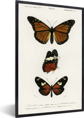 Produktbild von MuchoWow® MuchoWow® Gerahmtes Poster Schmetterling - Vintage - Insekten 40x60 cm - Poster mit zchwarzem Bilderrahmen - Papierdruck - Wandbilder