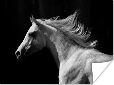 Produktbild von MuchoWow® Poster Pferde - Tiere - Porträt 160x120 cm - Foto Plakat