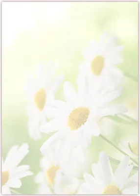Produktbild von Motiv Briefpapier (Margeriten-5031, DIN A4, 100 Blatt). Einseitig bedrucktes Briefpapier, beschreibbar, Motivpapier für alle Drucker/Kopierer geeignet Motiv Blumen Margeriten auf Wiese hellgrün