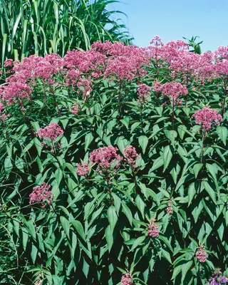 Zdjęcie produktu dla Eupatorium fistulosum 'Glutball', Wasserdost, purpurowy, ok. 11x11 cm Topf