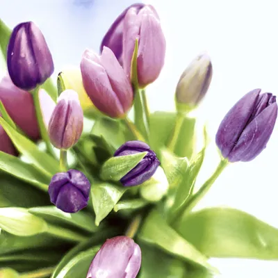 Produktbild von PAPER+DESIGN 197281 Lunchservietten Tulpen - 33 x 33 cm, 20 Stück