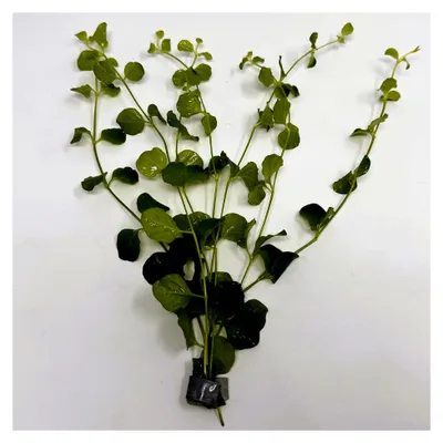 Produktbild von Schnellwachsende grüne Wasserpflanze im Bund für Aquarium & Gartenteich (5-8 Einzelpflanzen)