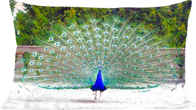 Produktbild von MuchoWow® Zierkissen Sofakissen Wohnzimmer Dekokissen 50x30 cm Pfau - Flügel - Schwanz - Wohnzimmerdekoration - Polster mit Photo