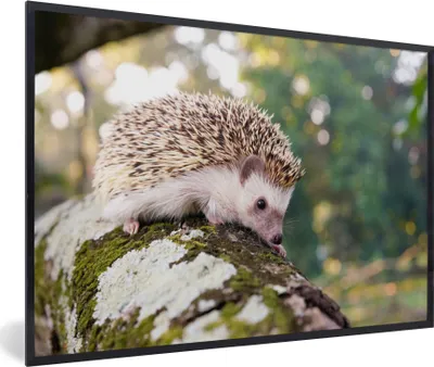Produktbild von MuchoWow® MuchoWow® Gerahmtes Poster Baby - Igel - Baum 90x60 cm - Poster mit zchwarzem Bilderrahmen - Fotorahmen - Foto-Plakat