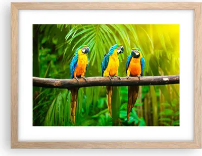 Produktbild von Gerahmtes Poster - Rahmen in heller Eiche - Papageien Collorful Natur Vögel - 40x30 cm - Wand Bild - Wanddeko - Wandbilder - Wandposter - Bilderrahmen - Bilder - Kunstdruck - P2NAA40x30-2696
