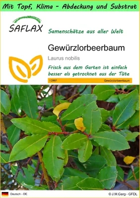 Produktbild von SAFLAX Garden to go - Gewürzlorbeerbaum - Laurus nobilis - 6 Samen - Mit Topf, Klima - Deckel und Anzuchtsubstrat