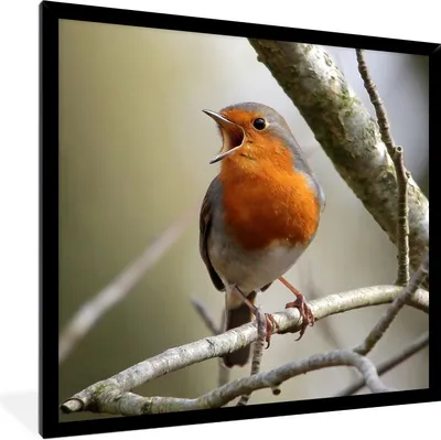 Produktbild von MuchoWow® Gerahmtes Poster Rotkehlchen - Singen - Baum 40x40 cm - Poster mit Schwarzem Bilderrahmen Wandposter Rahmen Foto Bilder - Mit Rahmen - Wanddekoration Schlafzimmer