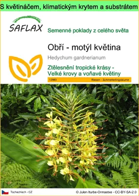Obrázek produktu pro SAFLAX Garden to go - Obří - motýl květina - Hedychum gardnerianum - 10 Semena - S květináčem, klimatickou poklicí a pěstebním substrátem