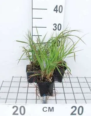 Produktbild von 6 x  Pennisetum alop. f viridiscens - Lampenputzergras  - Topf 9 x 9 cm