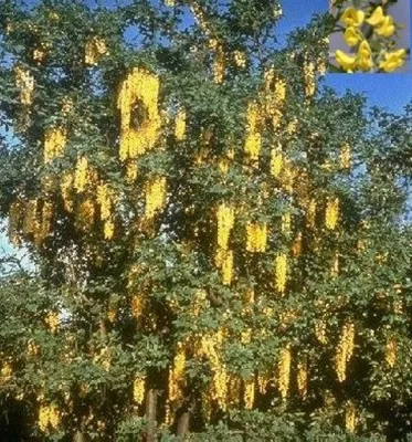 Produktbild von Veredelter Goldregen Vossii - Edel Goldregen - Laburnum watereri 80-100cm