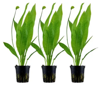 Produktbild von Aquarium Pflanze 3 Stück Echinodorus bleheri Wasserpflanze AquaOne Nr.371 Set